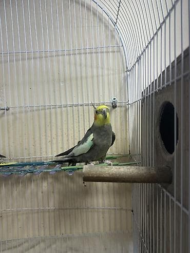 Hazır cütdür,qəfəs yuva qarışığ satılır — 1
