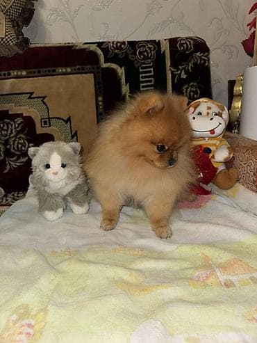 pomeran şpic: Şpitz, 3 il, Erkek, Cütləşmə üçün — 4