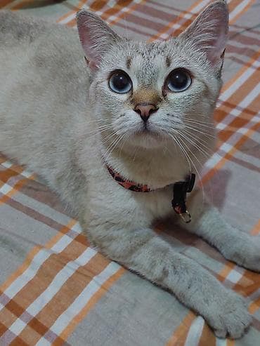 Yaxşı əllərə — 2