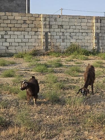 Mal-qara: Heyvanlar tam sağlamdır 1 erkək 3 dişidir ikisi bir dəfə doğub biri — 7