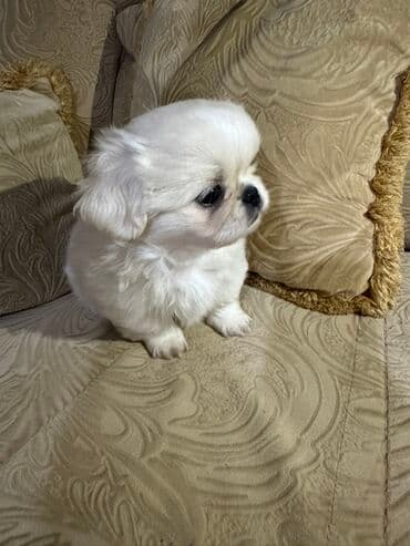 Gəmiricilər: Pekines — 1