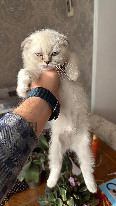 Pişiklər: Şotland — 6