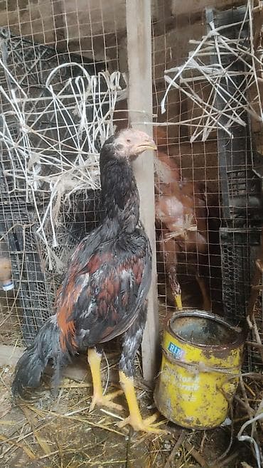 dişi labrador: Toyuq cücələri, Damazlıq — 1