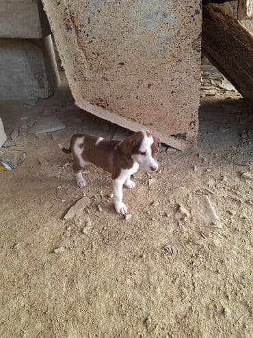 купить хаски щенка: С прививками — 3