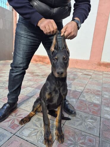 doberman iti qiymeti: Doberman, 4 ay, Erkek, Peyvəndli, Ünvandan götürmə — 3