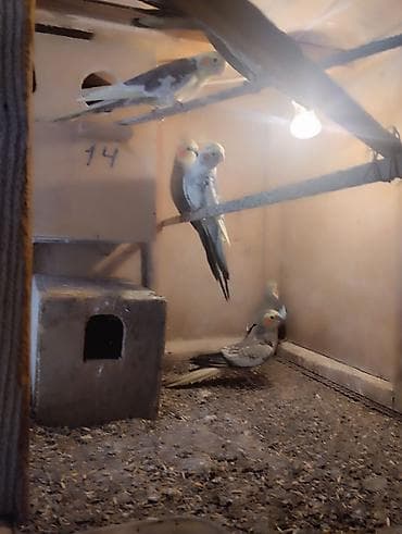 essek sekli: Korella (Cockatiel) cütləri və sürü – satılır - Növ: Korella — 4