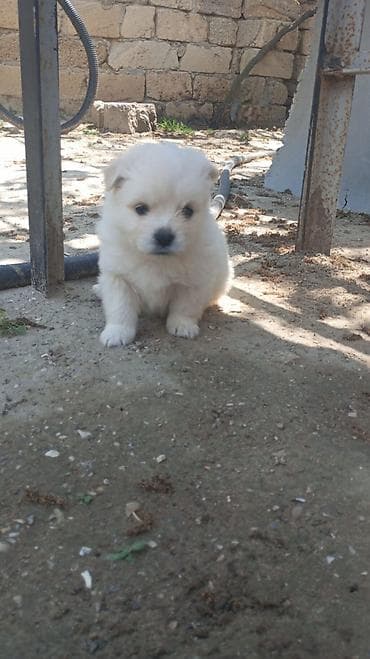 Zvonok, 3 ay, Erkek, Ödənişli çatdırılma
