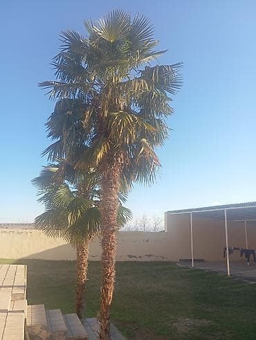 tac sekilleri: Xurma (palma) ağacı – dekorativ landşaft üçün - Növ: Fan formalı — 1