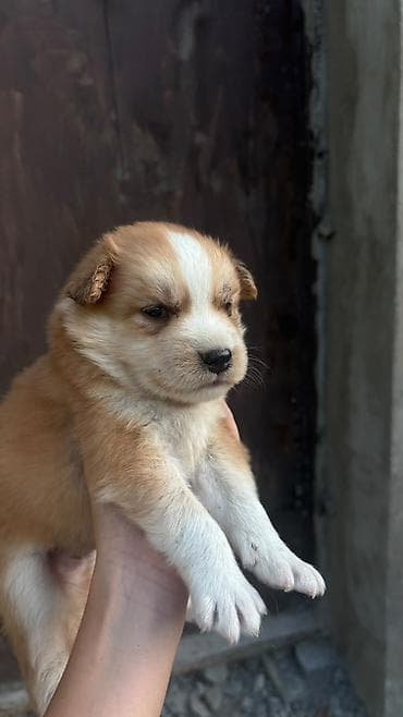 it sekilleri afcarka: Çixuahua, 1 ay, Erkək, Peyvəndli, Ödənişli çatdırılma — 2