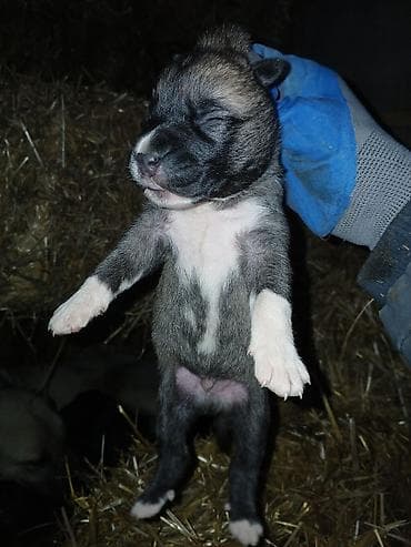 Gəmiricilər: İlan: Balaca it balaları – təsərrüfat-mühafizə və ailə yoldaşı - Cins — 3