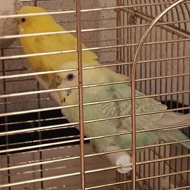 heşterxan quşu: Satılır qəfəs ilə birlikdə 70 mamata tək quslar 30 manata tek qəfəs 40 — 6