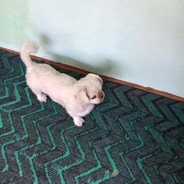 pişik bala: Pekines, 7 ay, Dişi — 4