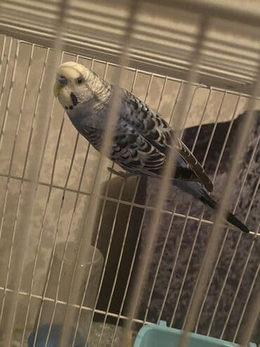 ağ dovşan: Salam sağlam quşdu mavi rəngdə erkək quşdu 8ay 14 günnüyürüdür sarı və — 1