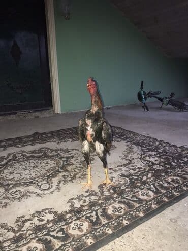 клетки для бойцовых петухов: Aseel (Malay döyüş) tipli xoruz - Uzun boylu, güclü quruluşlu, incə — 1