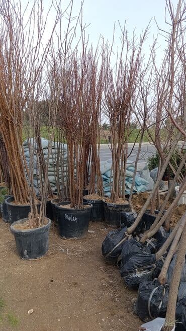 lenkeran cayi qiymeti: Kənd təsərrüfatı — 5