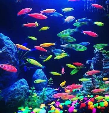 Kulonlar: Barbus smatranlar her olcude 0.70 aznden 2 azn qeder.Ternetsiya — 1