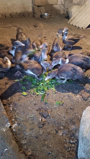 alman coban iti balaları: Muscovy (hind toyuğu) balaları – qəhvəyi-ağ rəng çalarlarında. - — 1