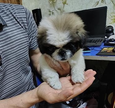 Pekines, 2 ay, Erkek, Peyvəndli, Ödənişli çatdırılma, Pulsuz çatdırılma — 4