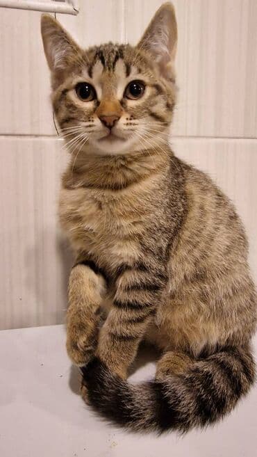 pulsuz pişik balaları 2023: Sibir, Dişi, Erkək, Yaxşı əllərə — 7