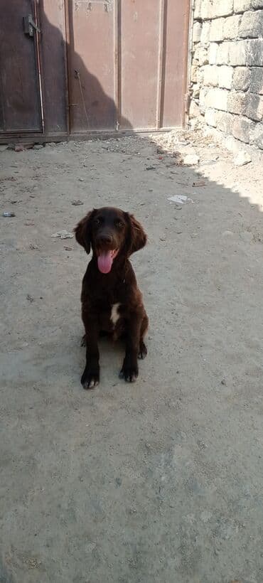 Kurtxar, 3 ay lalafo.az -da Kurtxar, 3 ay