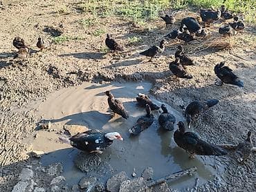 Lal ördək razılaşma yolu ilə nömrədə vatsap yoxdur 40 dənədir 4