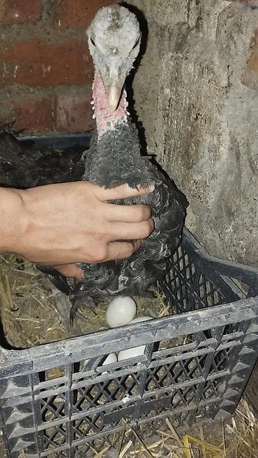 gence quşlar: Kürt hinduşkadı altında 4 dənə yumurta var mənə lazım olmadığı üçün — 2