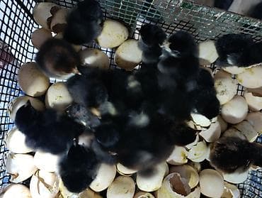 desmallar instagram: Cücələr — 7