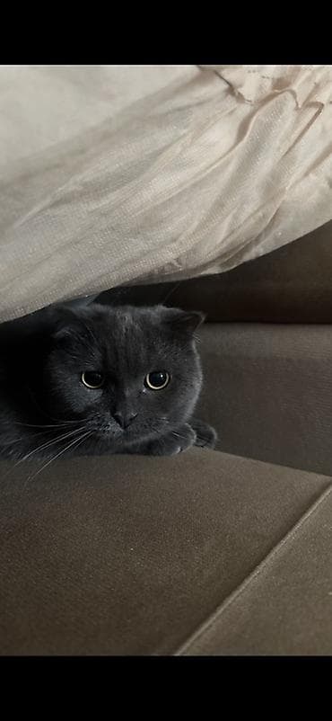 pisik evi satilir: Şotland yastı qulaq, Erkək, Yaxşı əllərə — 4