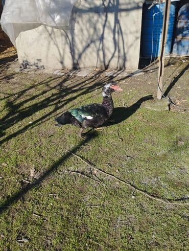 pekin ördək: Salam super damazliq ve kesimlik ucun agir heyvanlardi ag krasnadarlar — 8