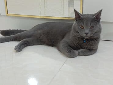 britan pişiyi: Britan, Erkək — 6