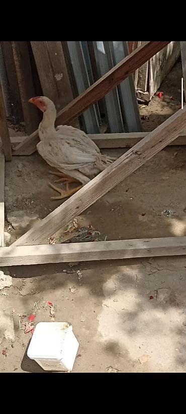 Salam 4 Ayndadı - Uzun ayaqlar, sarı pəncələr və dimdik - Yüngül ağ