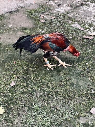 cücə və xoruz təmsil: Heyratı xoruz satılır 1 il 3 aylıq. Cins: Uzunboyun, sərt bədən — 9