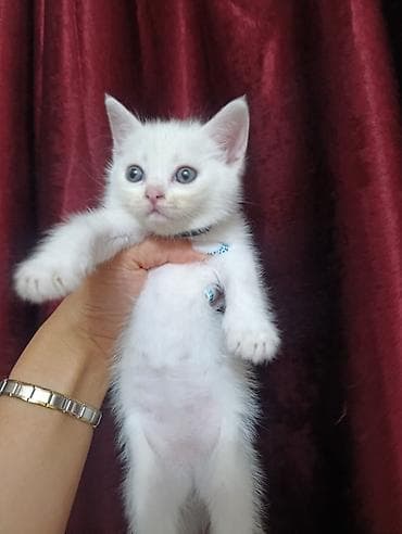 heyvan: 🐾 Sağlam və Gözəl Cins Pişik Balaları Satılır! 🐾 Evinizə sevinc — 5