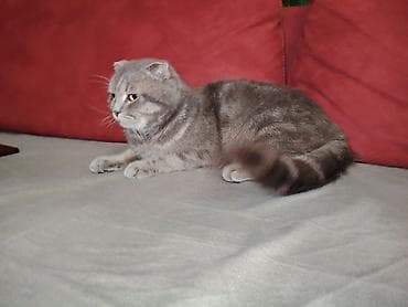 it satisi 2021: Şotland, Erkək, Yaxşı əllərə, Ünvandan götürmə, Ödənişli çatdırılma — 5