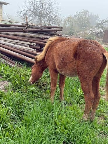 Erkək, il: <1 lalafo.az -da Erkək, il: <1