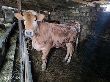 baki heyvan satisi: Sarımtıl-qonur rəngli dişi mal-qara (inek/buzağı) satılır — 3