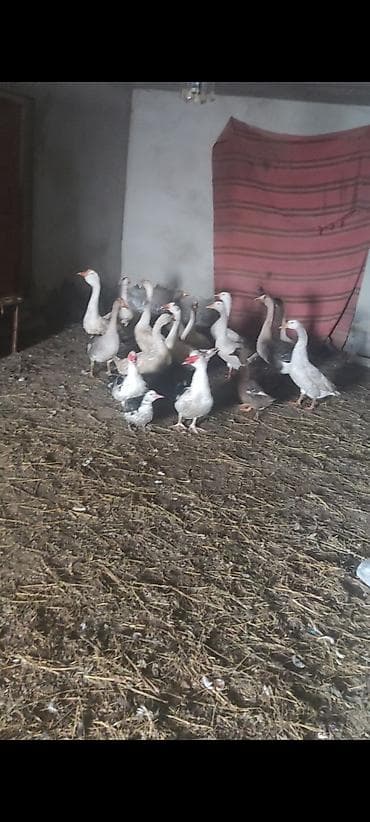 cuce satilir: Qazlar satılır rus qazlarıdi yazılan qiymətedir real alıcılar narahat — 2