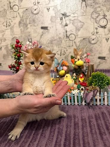 pisik balası: Britan — 9