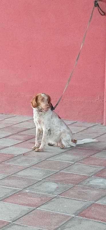 mini itlər: Koker spaniyel, 10 ay, Dişi — 8