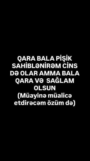 Pişiklər: Erkək, Dişi, Yaxşı əllərə — 1