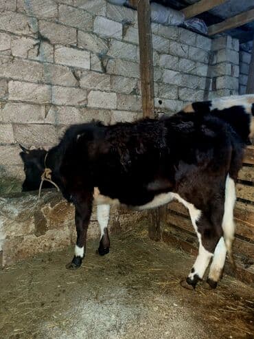 qoyun quzu satilir: 7 ayliq diwi duye — 1