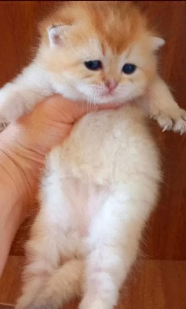 pisik cantasi: Britan, Erkək, Yaxşı əllərə, Ünvandan götürmə — 3