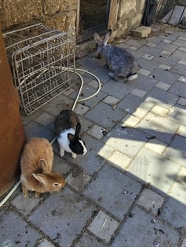 dovsan qefesi: Dovşanlar satılır böyuk dovşanlardı ünvan Bülbülede yerləşir — 2