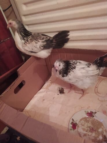 cins inəklər: Toyuq, Damazlıq, Ünvandan götürmə — 2