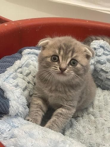 pişik pişik: Şotland yastı qulaq — 2