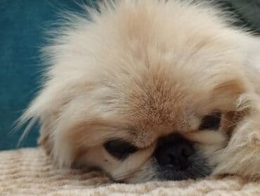 etibarli ellere verilir: Pekines, 2 il, Erkek, Cütləşmə üçün, Pulsuz çatdırılma — 3