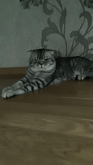 Şotland yastı qulaq, Erkək, Cütləşmə üçün