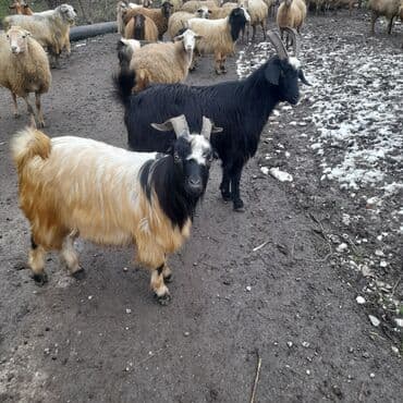 Gəmiricilər: Cinsli təkə və keçilər – sürü halında - Şəkillərdəki yerli dağ tipli — 4