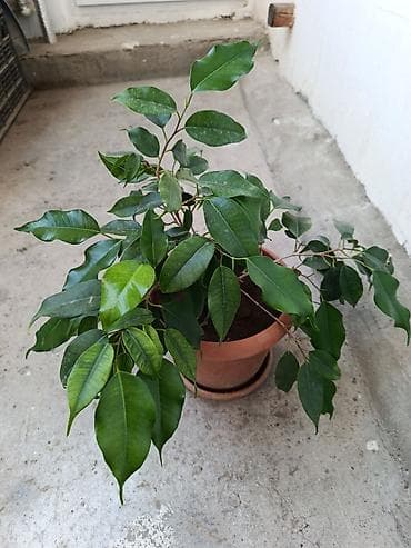 Fikus Benjamina – otaq bitkisi - Növ: Ficus benjamina (Benjamen lalafo.az -da Fikus Benjamina – otaq bitkisi - Növ: Ficus benjamina (Benjamen