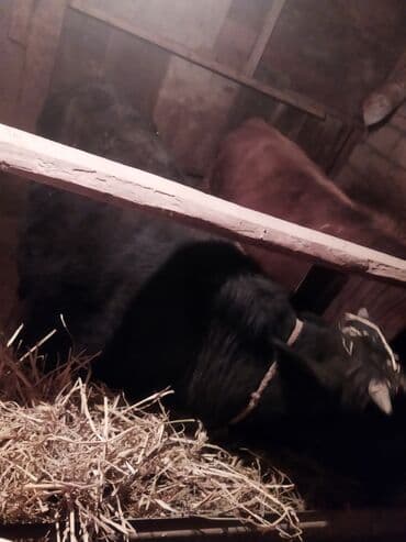 buzov satisi: Dana, buzov, Erkək, ay: 1, 100 kq, Ətlik, Ünvandan götürmə — 2